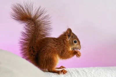 Foto jigsaw puzzle