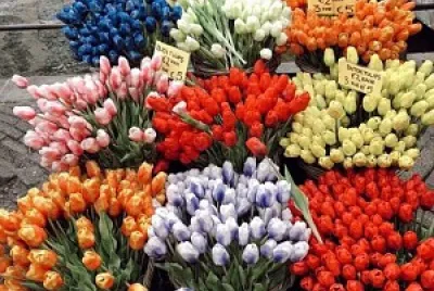 flores