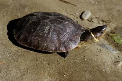 Heosemys leytensis jigsaw puzzle