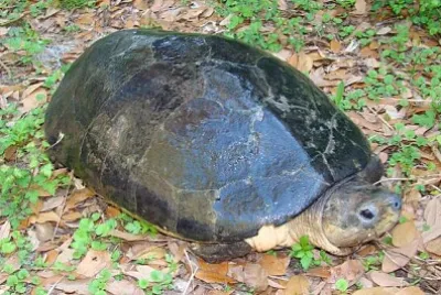 Gigante malese jigsaw puzzle