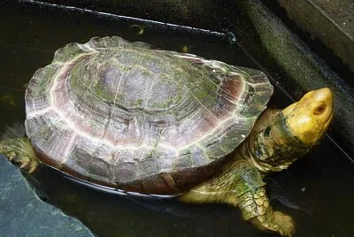 Di foresta del sulawesi jigsaw puzzle