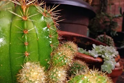 cactos jigsaw puzzle
