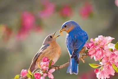 amor