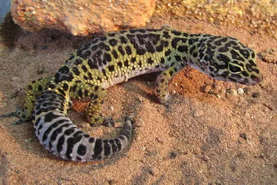 Geco leopardo jigsaw puzzle