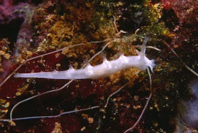 Tritonia nilsodhneri jigsaw puzzle