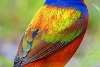 pajaro