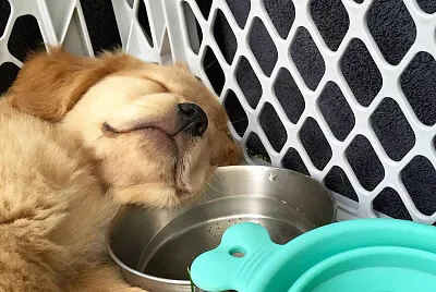 doguinho jigsaw puzzle