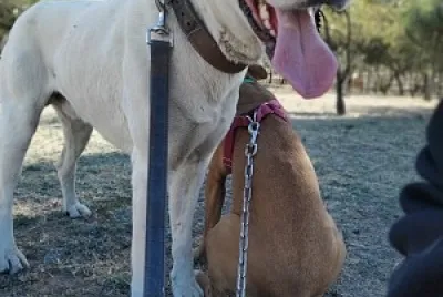 dog