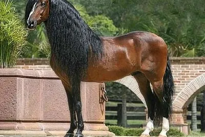 Paso Fino