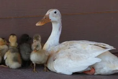 rata+pui