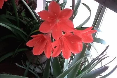OK jigsaw puzzle