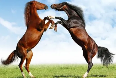 Foto jigsaw puzzle