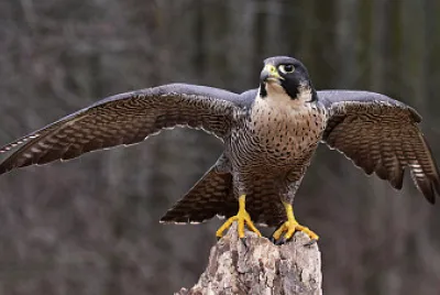 Peregrine Falcon,Endangered Animals in Canada