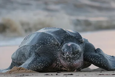 Leatherback Turtle, Endangered Animals in Canada