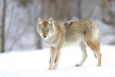 Coyote