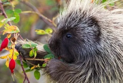 Canada Porcupine