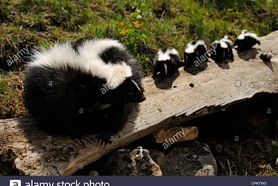 Striped Skunk and babies