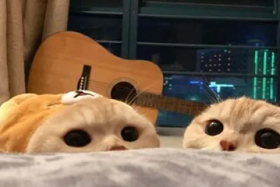פאזל של gatinhos