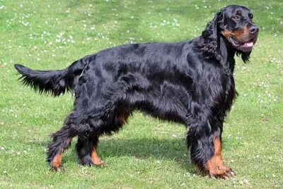 Gordon setter jigsaw puzzle