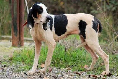 Ariegeois jigsaw puzzle