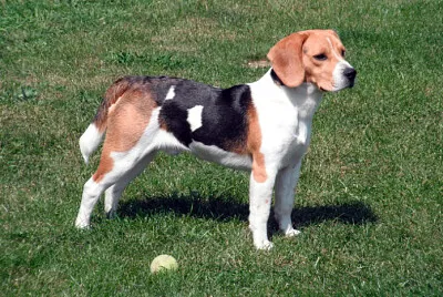 Segugio tricolore francese jigsaw puzzle