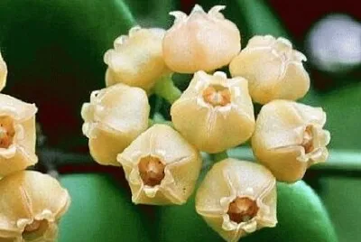 OK