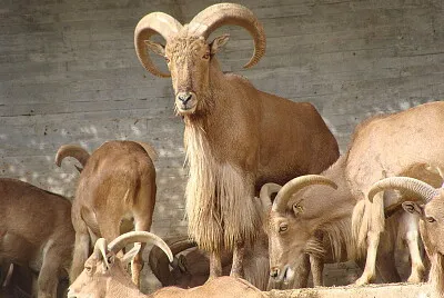 Ammotrago jigsaw puzzle