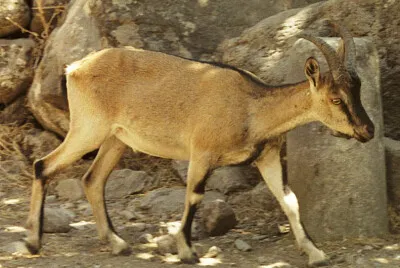 Kri kri jigsaw puzzle