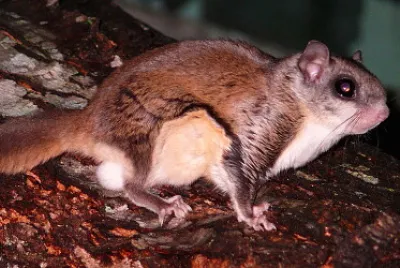 Glaucomio del sud jigsaw puzzle