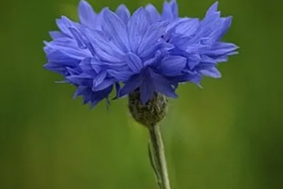 OK