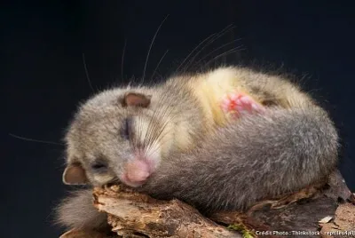 RAT jigsaw puzzle