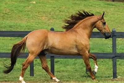 Cavalo Campolina