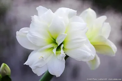 Fleur blanche