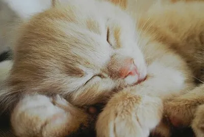 sleepy kitty
