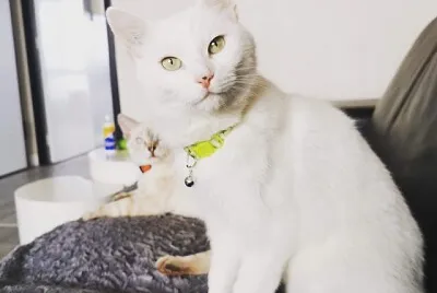 chat