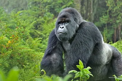 Mountain Gorilla Silverback