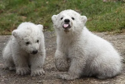 twin polar bear cubs with a bit of sass jigsaw puzzle