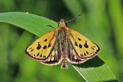 Carterocephalus silvicola jigsaw puzzle