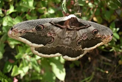 Saturnia del pero jigsaw puzzle