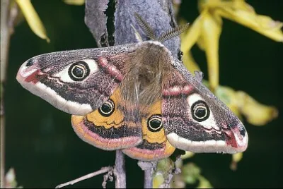 Small emporea moth jigsaw puzzle