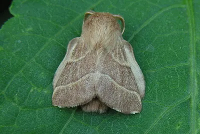 Malacosoma neustria jigsaw puzzle