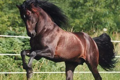 Cabardino