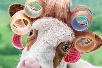 Cow in Curlers