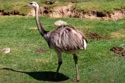 Ã‘andÃº