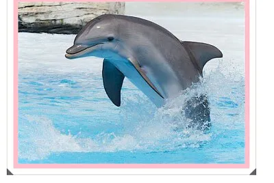 rompecabezas delfin jigsaw puzzle