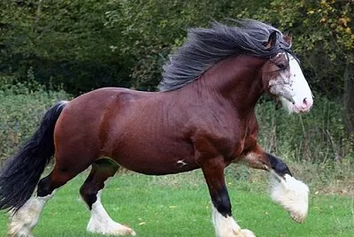 Cavalo Bretão
