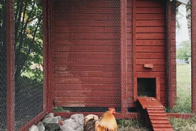 gallinero