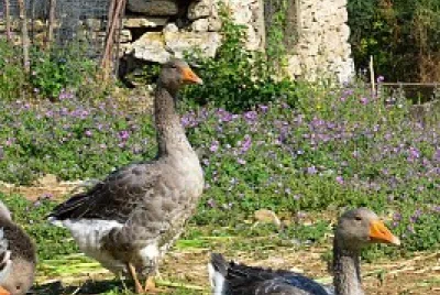 patos