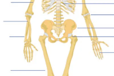 kostra