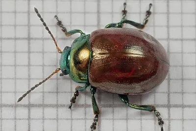 Chrysolina polita